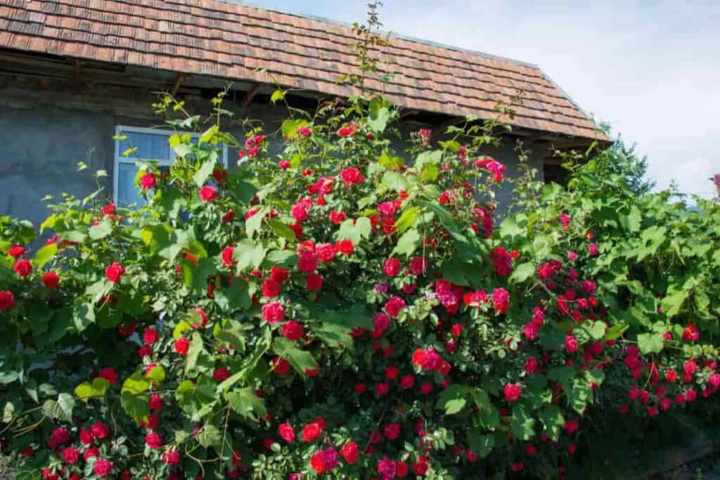 Shrub Roses