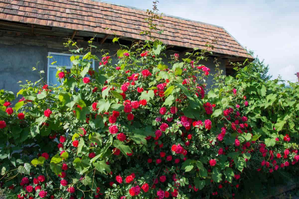 Shrub Roses