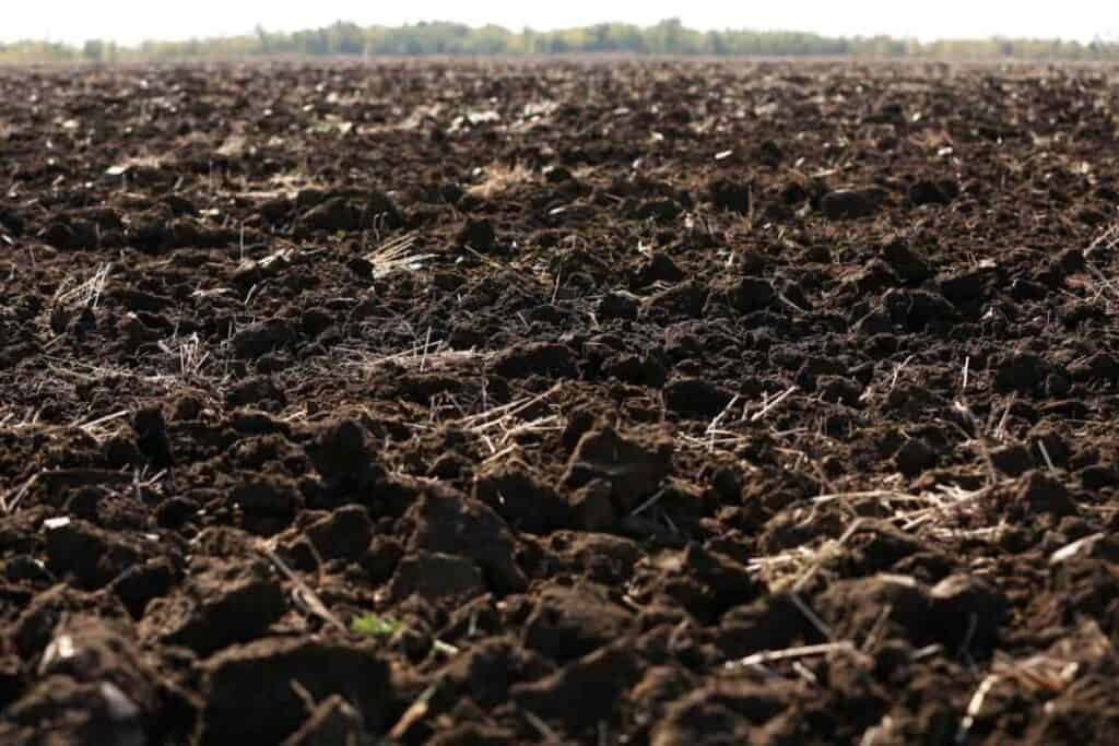 Black Soil