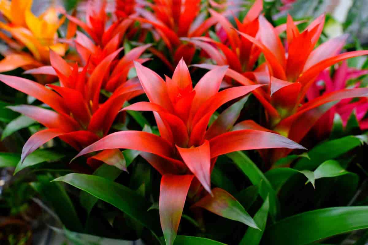 Try Bromeliads