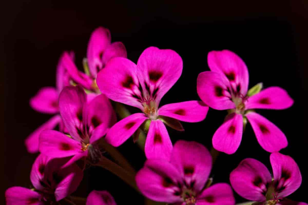 Cactus Geraniums