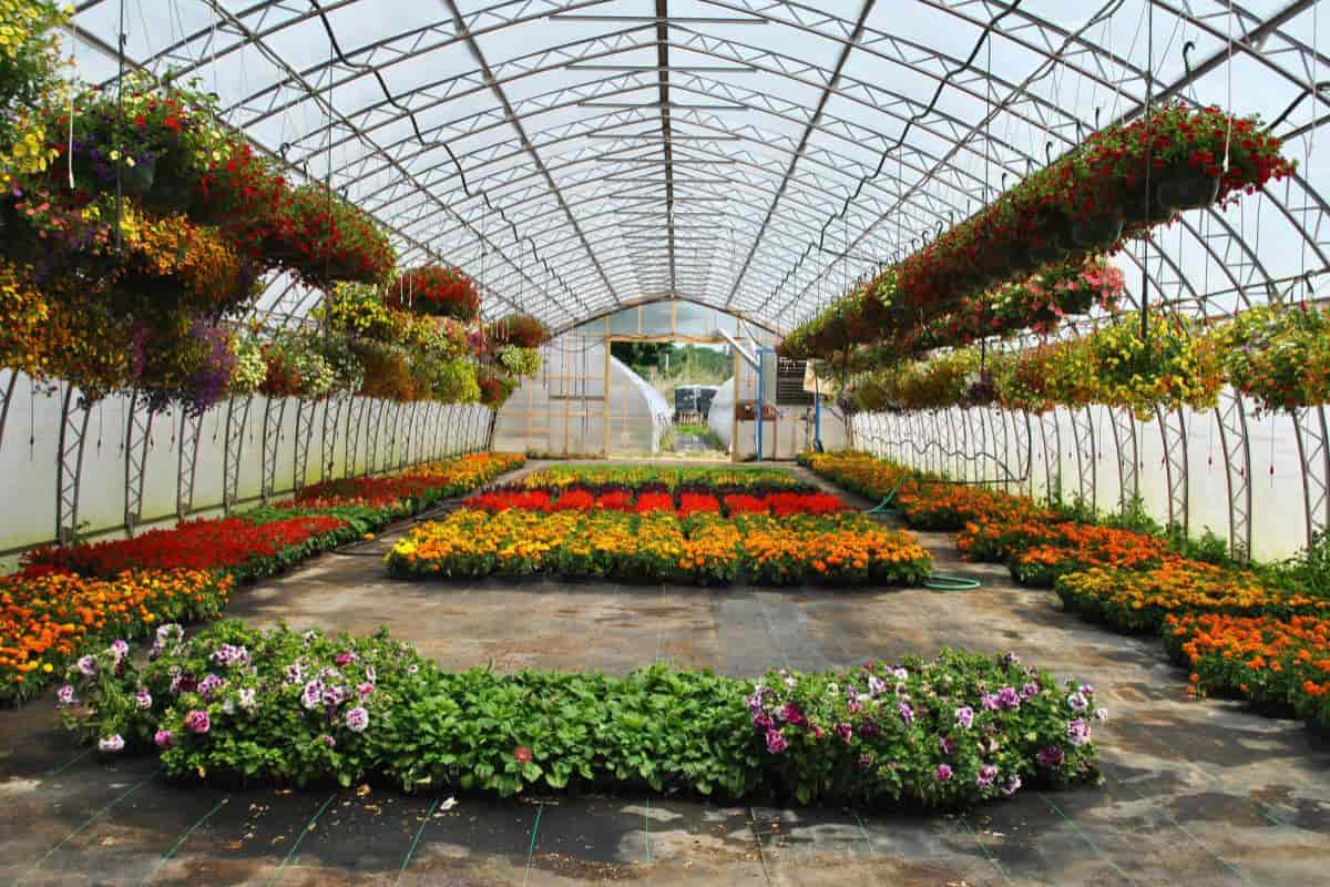 Amateur Greenhouse