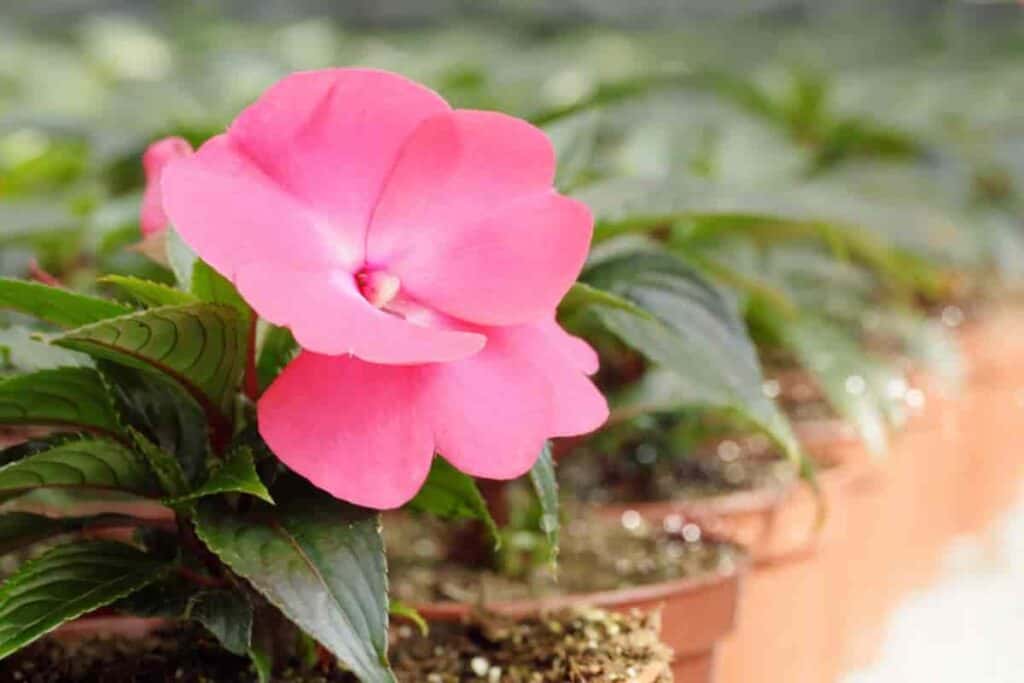 Knowing Houseplants