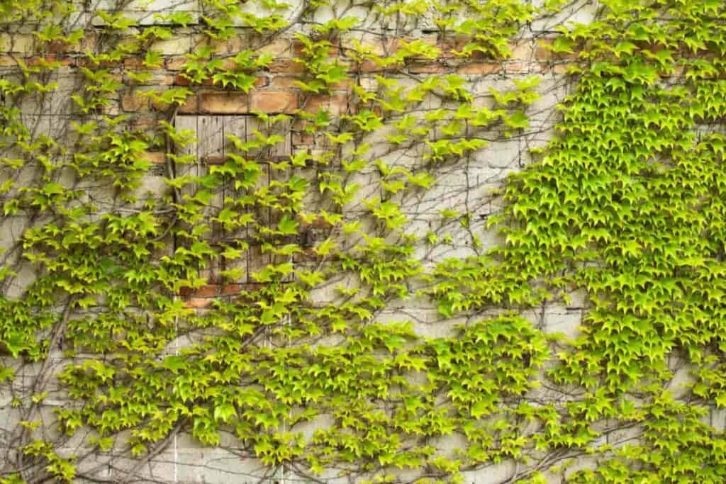 Climbing Plant