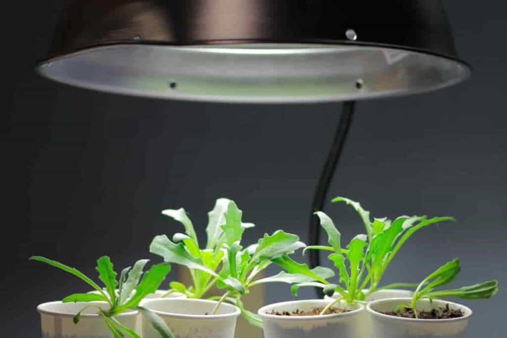 gardening in the basement