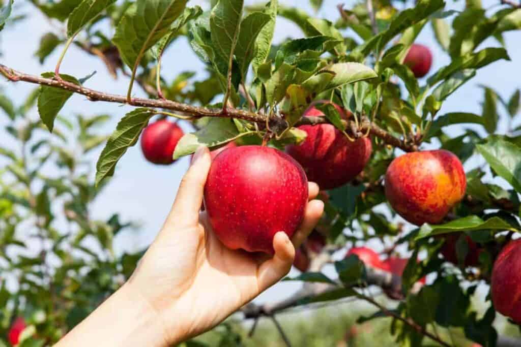 Rust Diseases