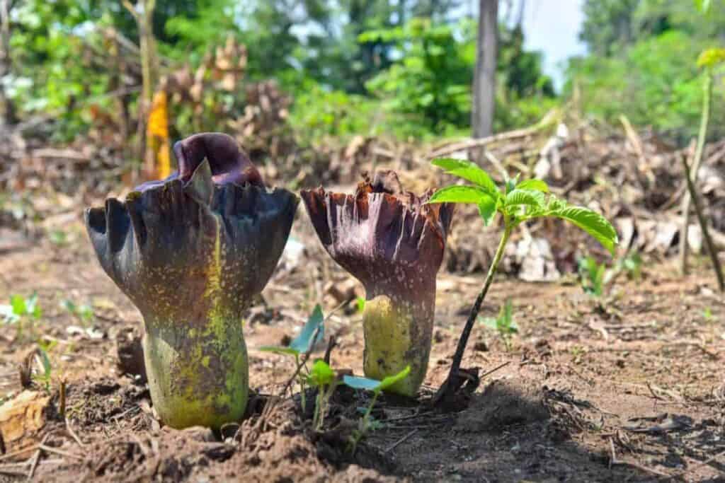 Wonder Plant Amorphophallus
