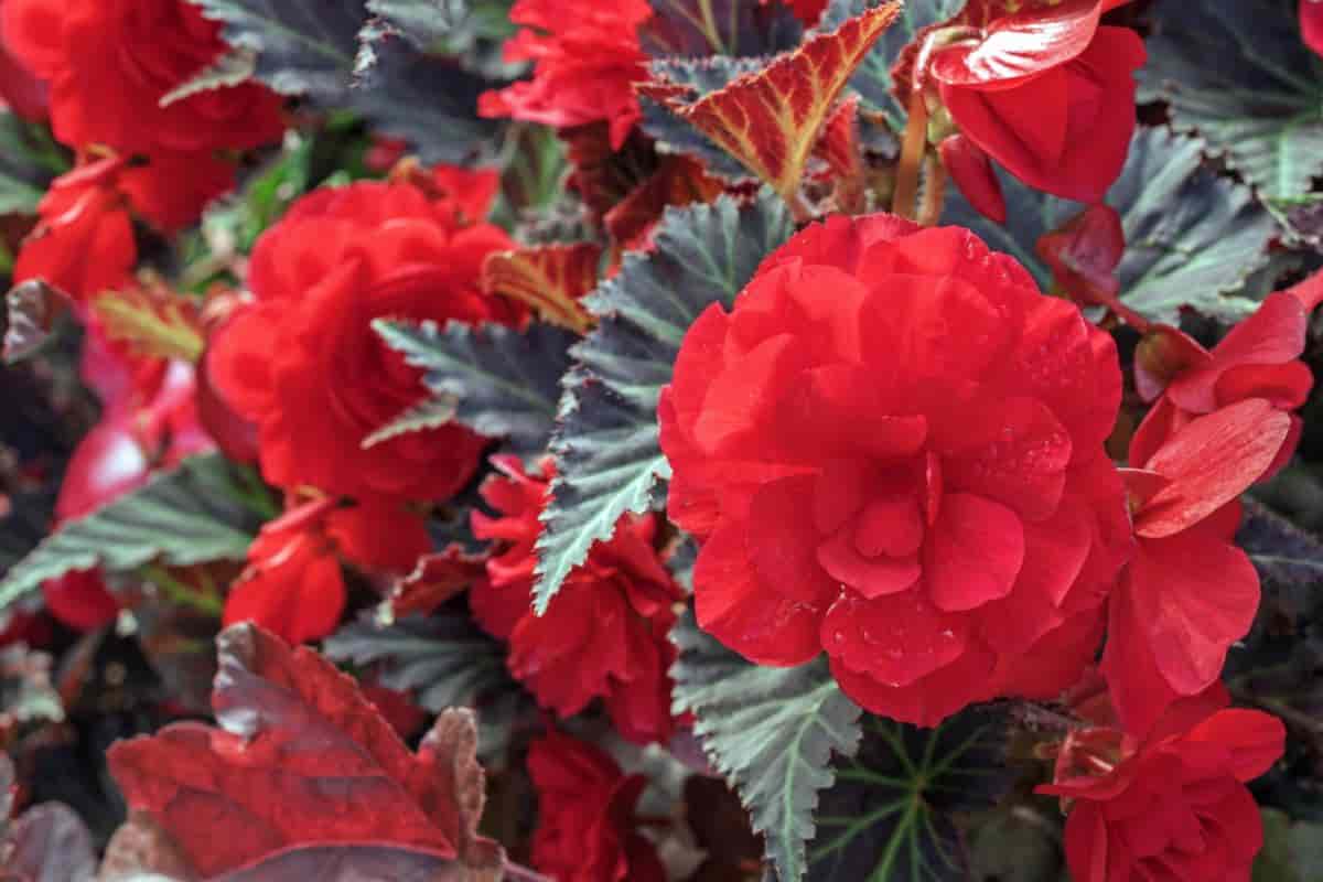 tuberous begonias