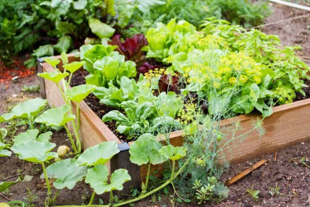 Vegetable Garden