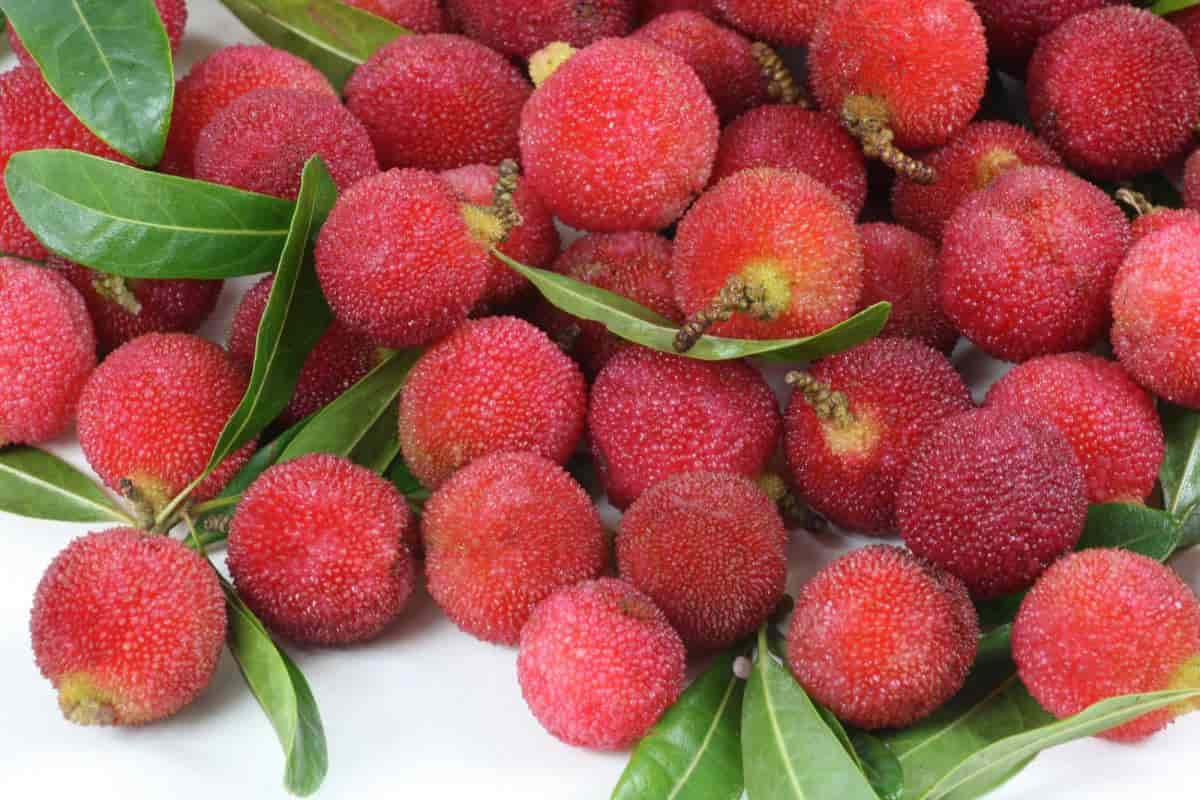 bayberries