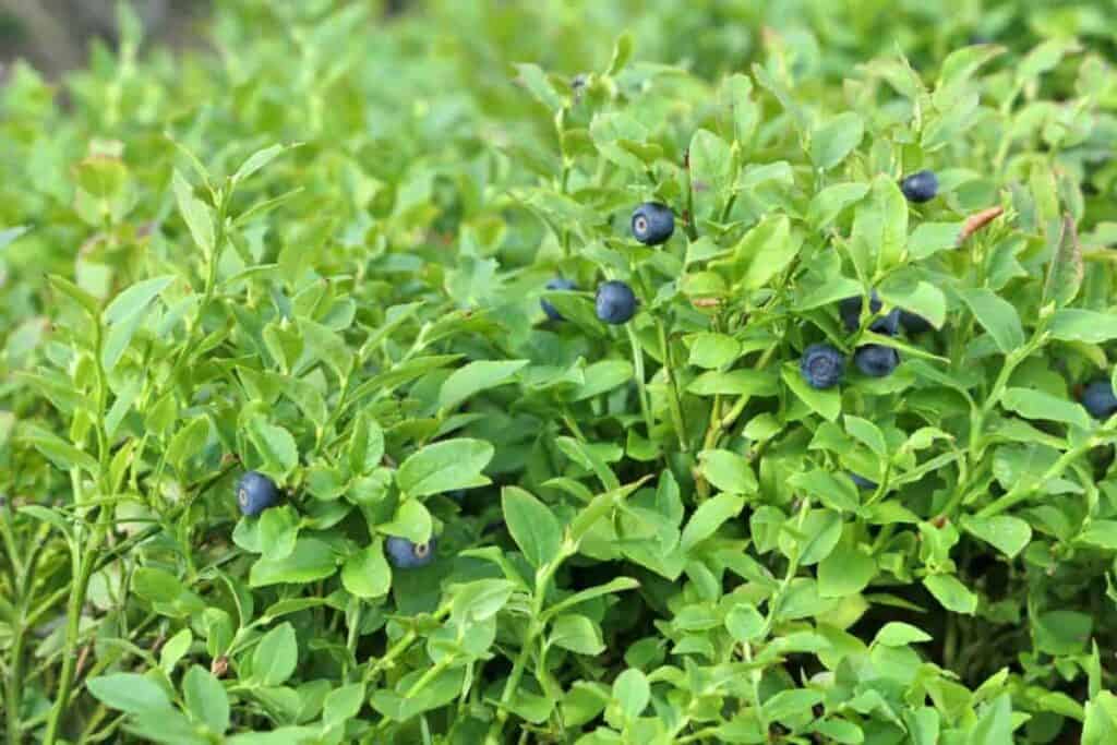 Bush Fruit