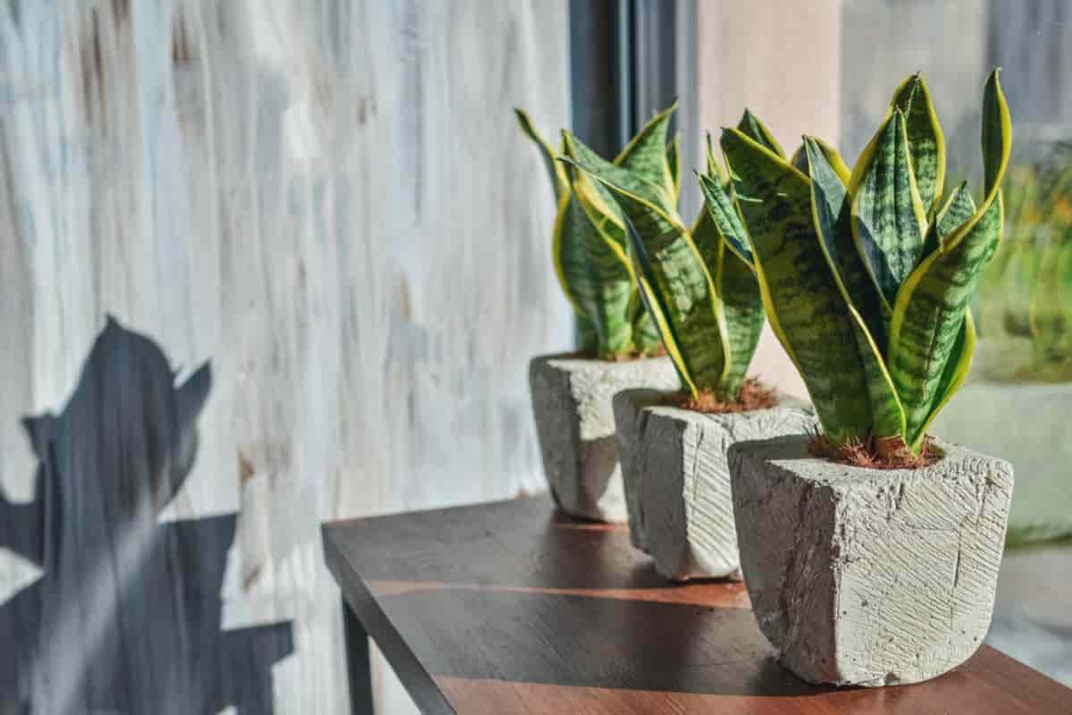Sansevierias
