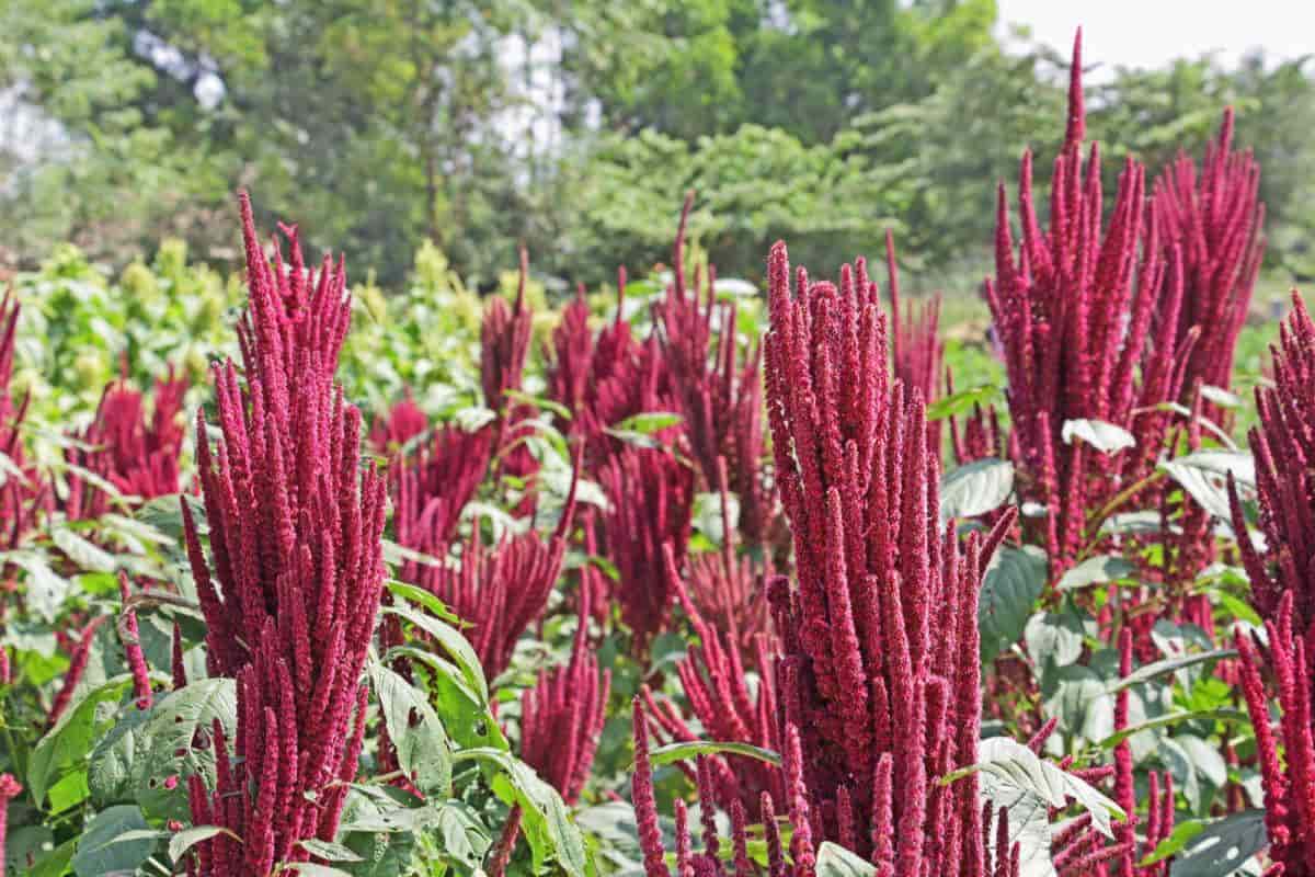 Grow Amaranthus