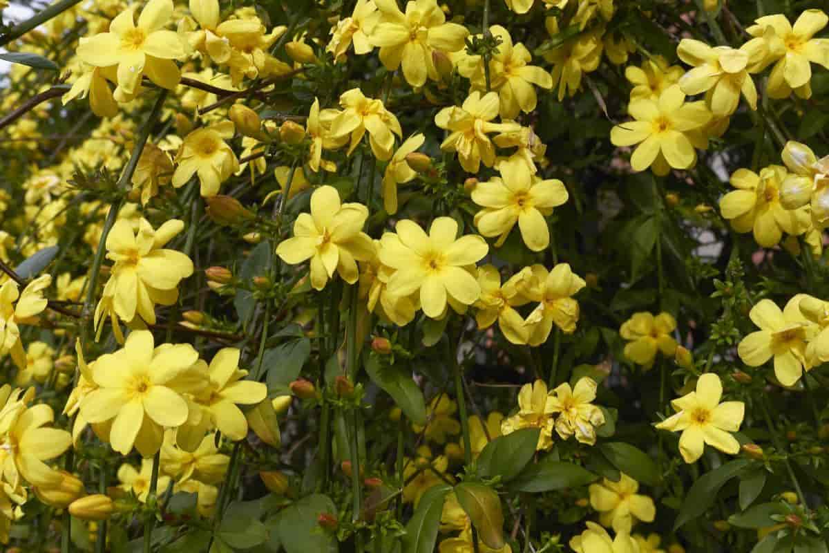 primrose jasmine plant