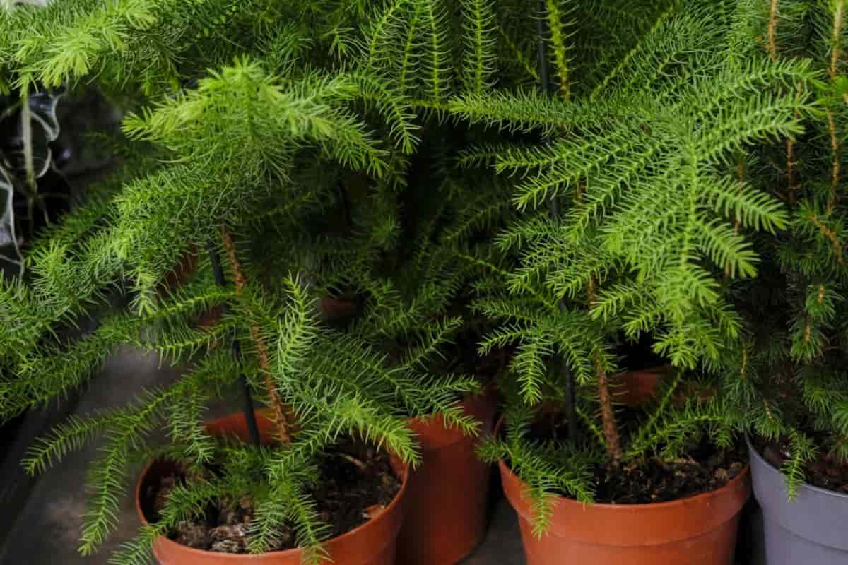Norfolk Pines