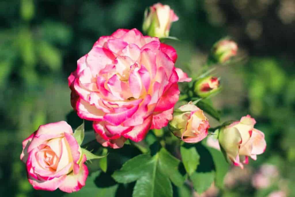 Label Roses