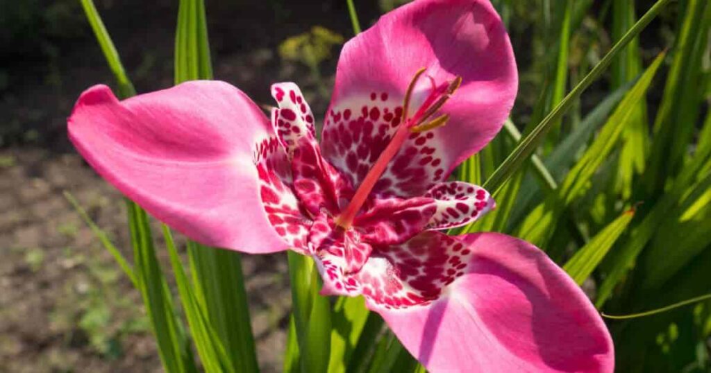 Tiger Flower