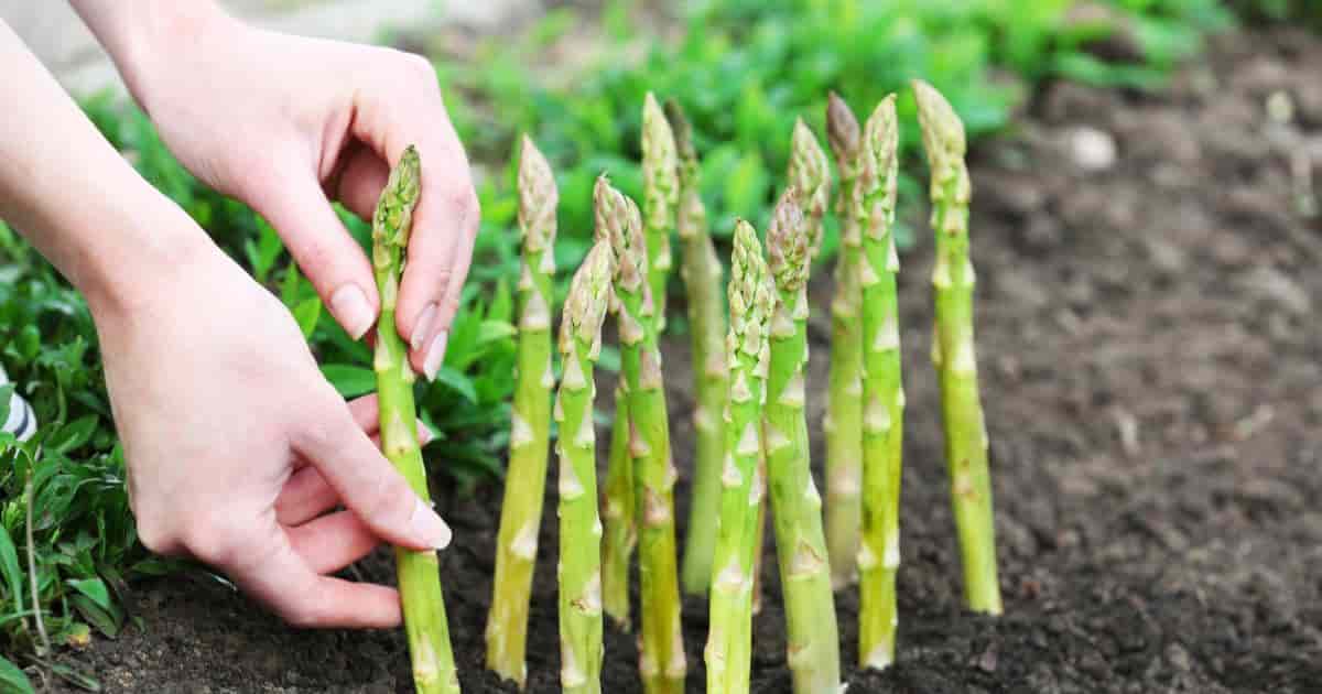 Grow Asparagus