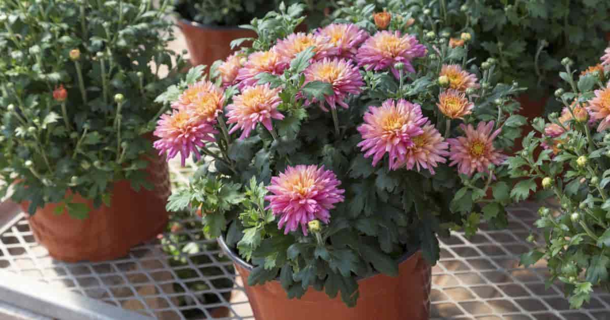 potted mums summer