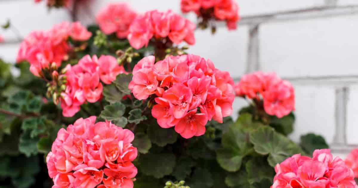 Plant Geranium