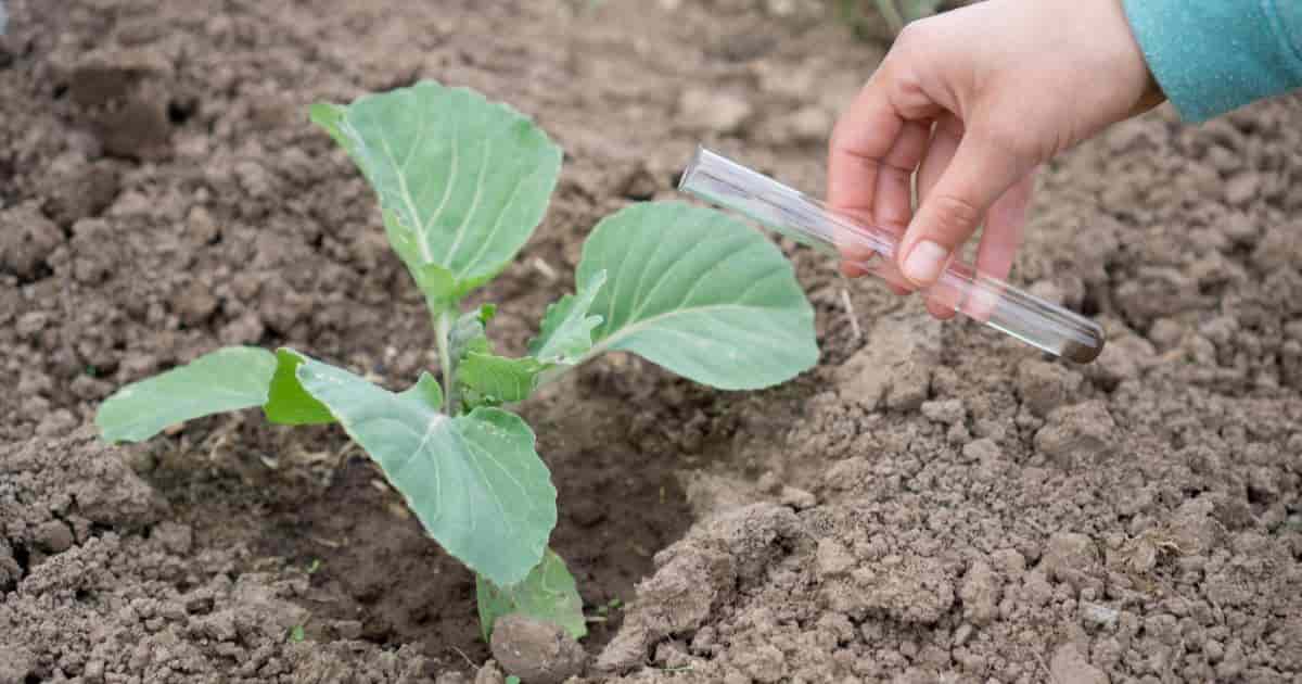 Testing Garden Soil