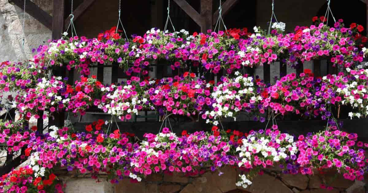 plant packet petunia seeds