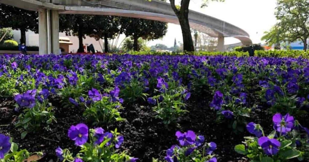 Birdfoot Violet