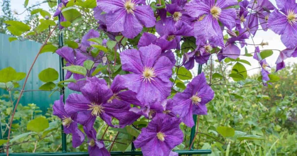 oputdoor decorating with clematis