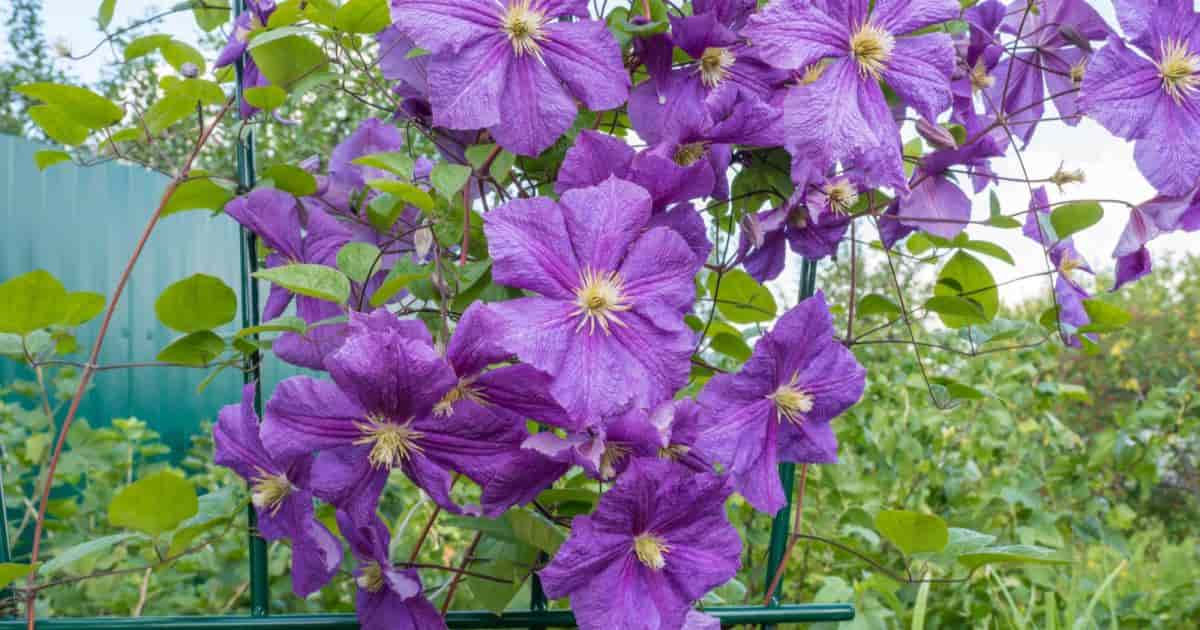 oputdoor decorating with clematis