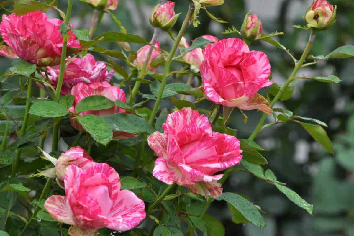 single flowered roses