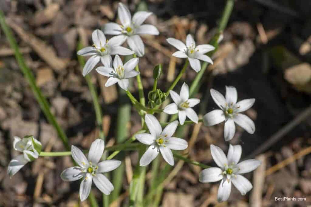 star bethlehem lily family