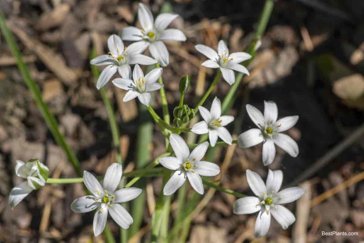 star bethlehem lily family