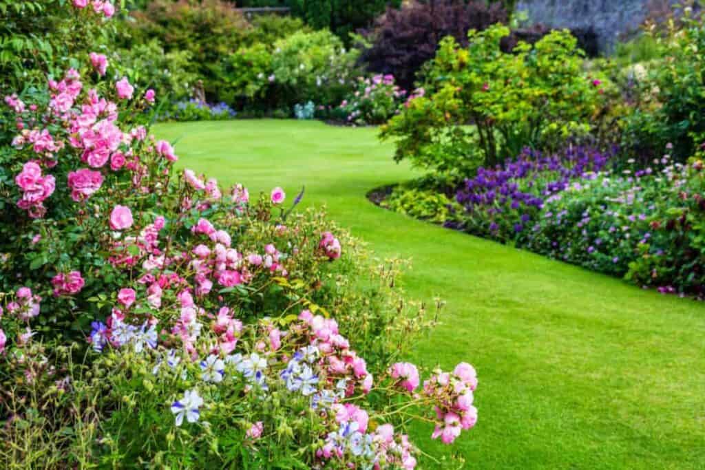 what rose for your garden