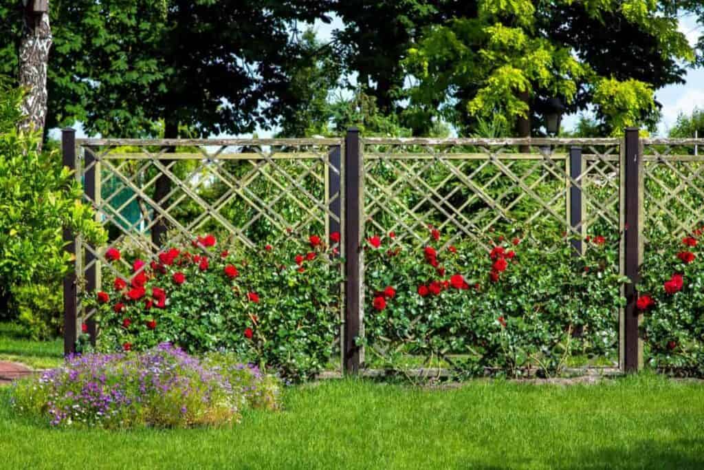 Care of Roses