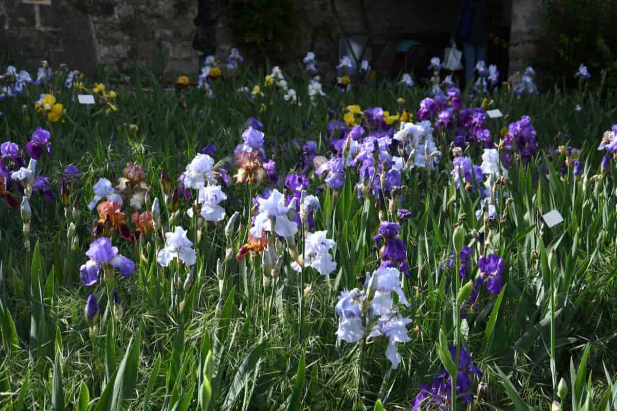 Choosing Iris