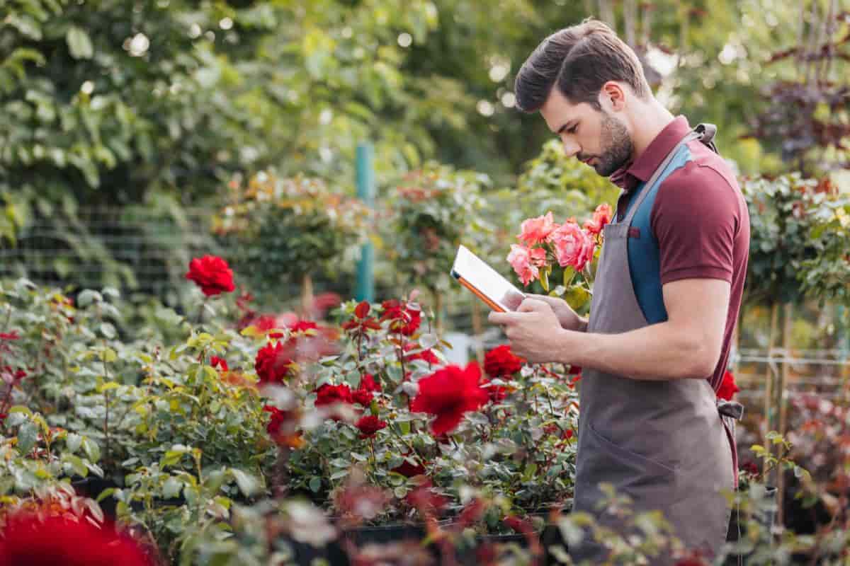 Rose Gardening