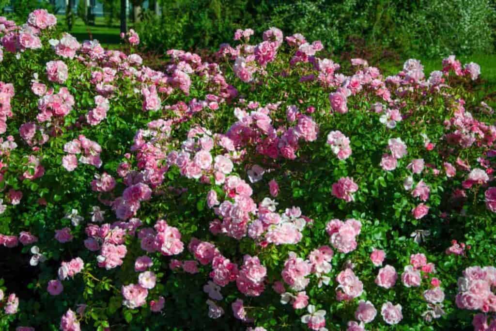 if you like tall roses