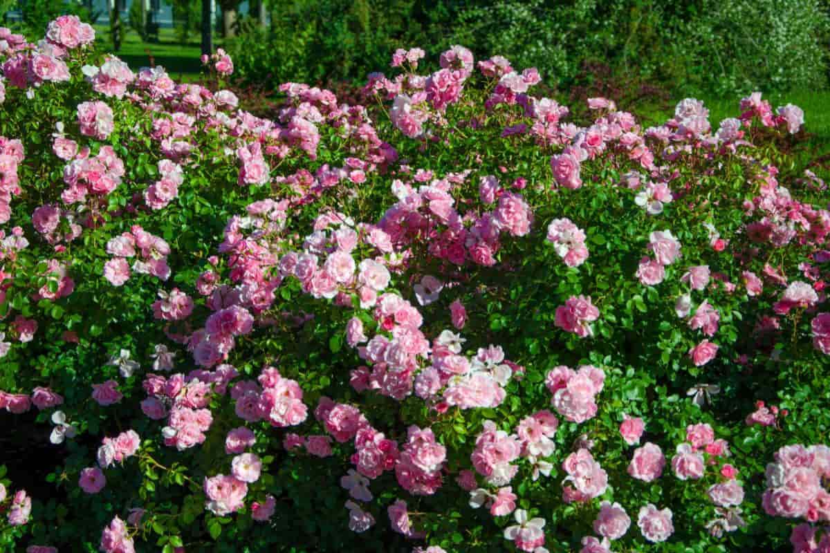 if you like tall roses