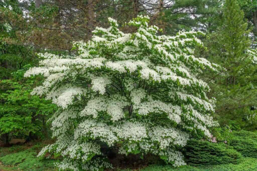 Dogwood Tree