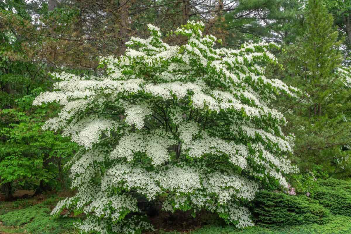 Dogwood Tree
