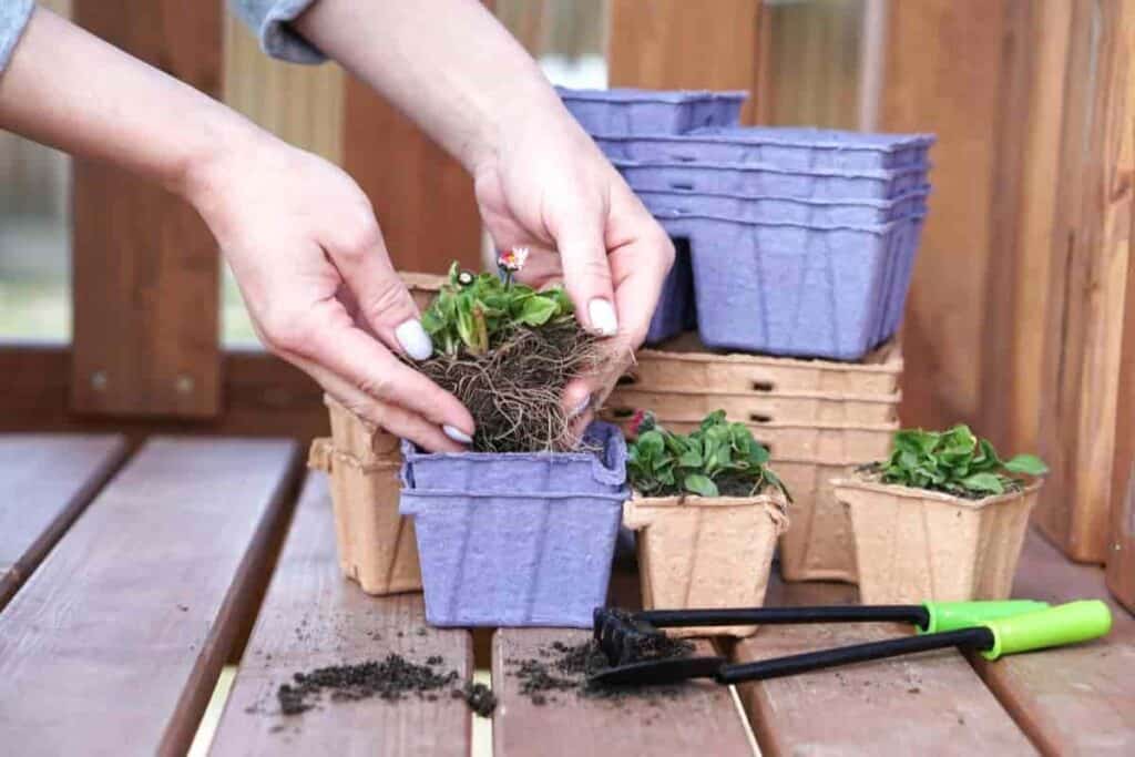 Paper Pots