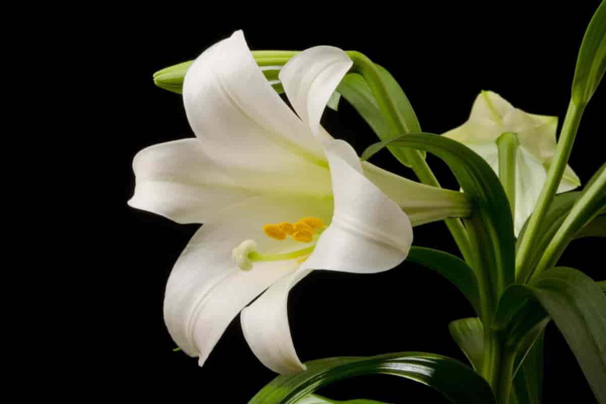Easter Lily