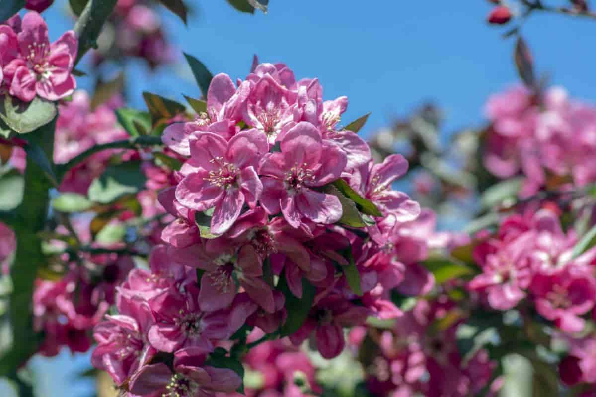 flowering crab apples