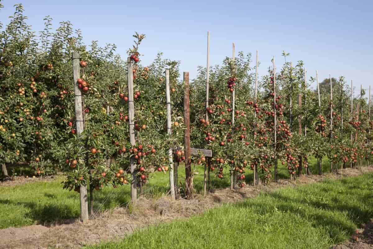 Espalier Plant