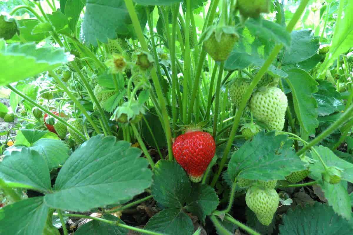 make strawberry patch last