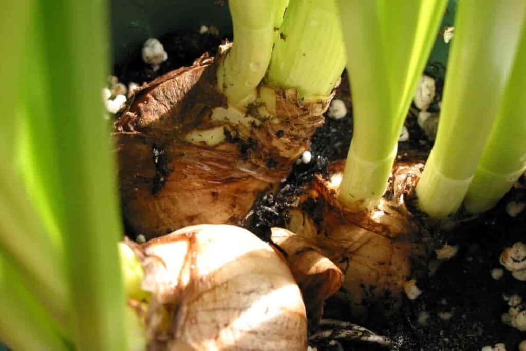 Bulbs Lesson