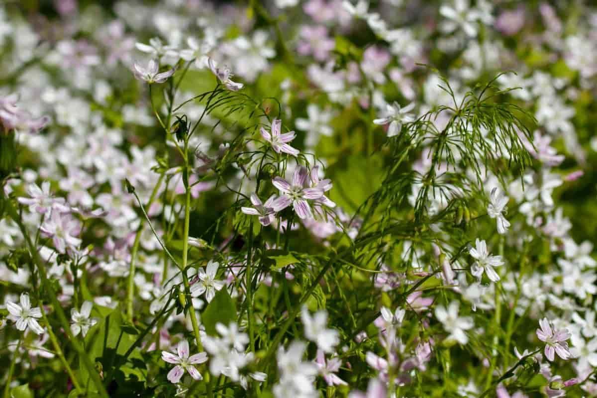 claytonia good morning spring