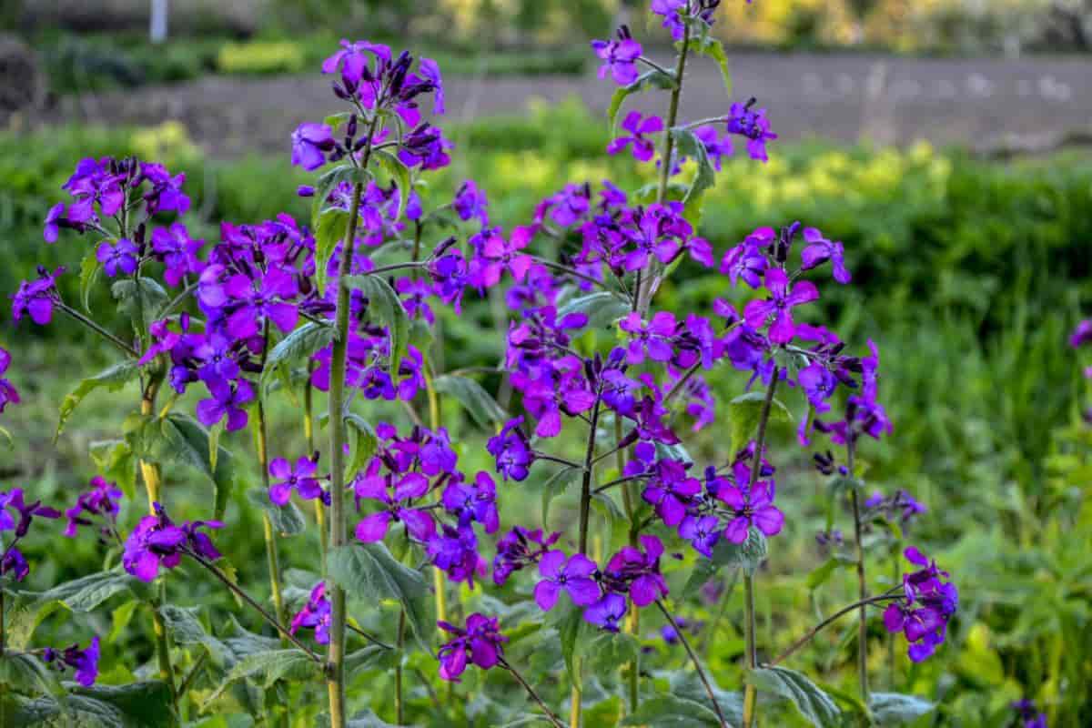Honesty Plant