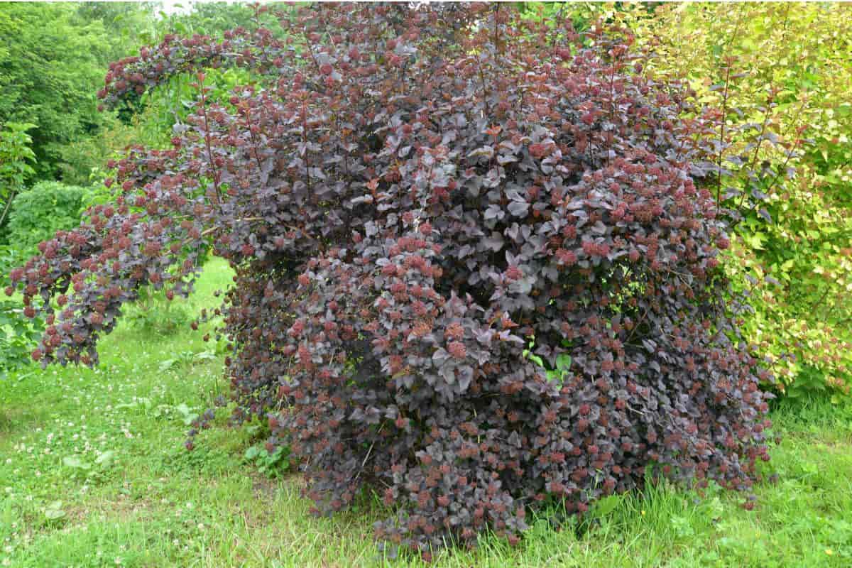 Good Hedge Plants