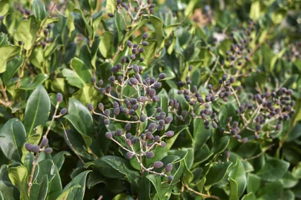 Hedge Plants